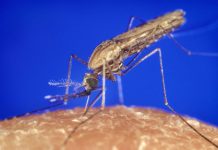 Rüyada Tifüs Görmek Ne Anlama Gelir? Rüyada tifüs geçiren birini görmek, rüyada hastanede yatmak, rüyada ateşli hastalık yaşamak, rüyada sağlık sorunu duymak.