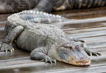 Rüyada Timsah Görmek Ne Anlama Gelir? Rüyada büyük bir timsah görmek, rüyada timsahın dişlerini fark etmek, rüyada timsahla karşılaşmak, rüyada timsah kovalamak.