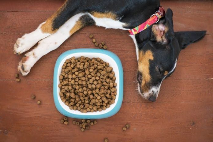 Rüyada köpek yalı görmek, rüyada deniz kenarındaki bir yalıda köpek görmek, rüyada köpekli yalı ziyaret etmek, rüyada yalıda köpek sesi duymak vb. rüya tabirleri.