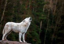 Rüyada Ulumak Görmek Ne Anlama Gelir? Kurt ya da köpeğin uluduğunu görmek, gece uluma sesi duymak, ulumayla irkilmek vb. rüya tabirleri.
