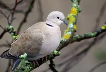 Rüyada Üveyik Görmek Ne Anlama Gelir? Üveyik kuşunu görmek, dalda üveyik izlemek, elinde üveyik tutmak ya da üveyik sesi duymak vb. rüya tabirleri.