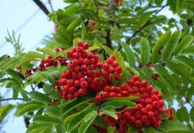 Rüyada Üvez Ağacı Görmek Ne Anlama Gelir? Meyveli üvez ağacı görmek, ağacın altında gölgelenmek, üvez meyvesi toplamak veya ağaca bakmak vb. rüya tabirleri.