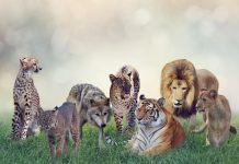 Rüyada Vahşi Hayvan Görmek Ne Anlama Gelir? Ormanda vahşi hayvan görmek, tehlikeli bir hayvandan kaçmak, yırtıcıyla yüzleşmek ya da korunmak vb. rüya tabirleri.