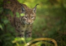 Rüyada Vaşak Görmek Ne Anlama Gelir? Yaban kedisi olan vaşağı görmek, ormanda sessizce dolaşan vaşağı izlemek, vaşağın yaklaşmasını izlemek vb. rüya tabirleri.