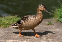 Rüyada Yaban Ördeği Görmek Ne Anlama Gelir? Gölde yüzen yaban ördeği görmek, ördeği avlamak, doğada özgürce gezen ördeği izlemek vb. rüya tabirleri.