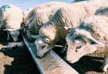 Rüyada Yalak Görmek Ne Anlama Gelir? Hayvanlar için su dolu yalak görmek, yalaktan su içen hayvanları izlemek, yalak doldurmak vb. rüya tabirleri.