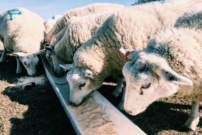 Hayvanlar için su dolu yalak görmek, yalaktan su içen hayvanları izlemek, yalak doldurmak vb. rüya tabirleri.