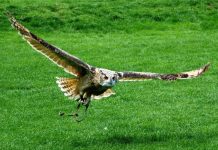 Rüyada Yırtıcı Kuş Görmek Ne Anlama Gelir? Rüyada yırtıcı kuşu uçarken izlemek, rüyada avını yakalayan bir kuş görmek, rüyada büyük bir yırtıcı kuşla karşılaşmak vb. rüya tabirleri.