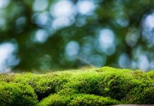 Rüyada Yosun Görmek Ne Anlama Gelir? Rüyada yosun görmek, rüyada deniz yosunu toplamak, rüyada yosunlu zeminde yürümek, rüyada yosun temizlemek vb. rüya tabirleri.