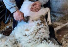 Rüyada Yün Kırkmak Görmek Ne Anlama Gelir? Rüyada hayvanın yününü temizlemek, rüyada kırkılan yünleri toplamak, rüyada yünleri paketlemek vb. rüya tabirleri.