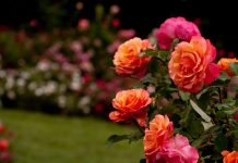 Rüyada Yusuf a.s Görmek Ne Anlama Gelir? Rüyada Yusuf a.s görmek, rüyada Yusuf a.s'ın sabrına şahit olmak, rüyada Yusuf a.s gibi imtihanlardan geçmek, rüyada Yusuf a.s'ın duasını duymak vb. rüya tabirleri.