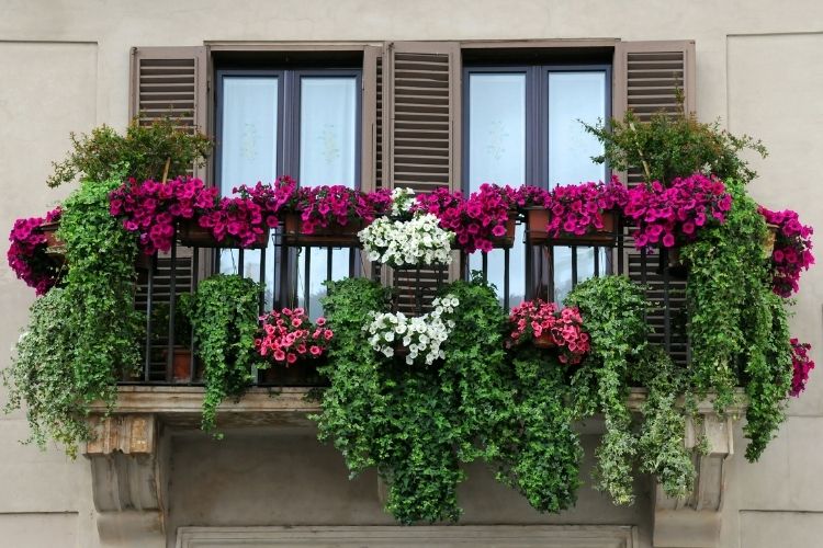 Balkonunuzda yeşil bir atmosfer yaratmak için saksı ve dikey bahçe önerileri.