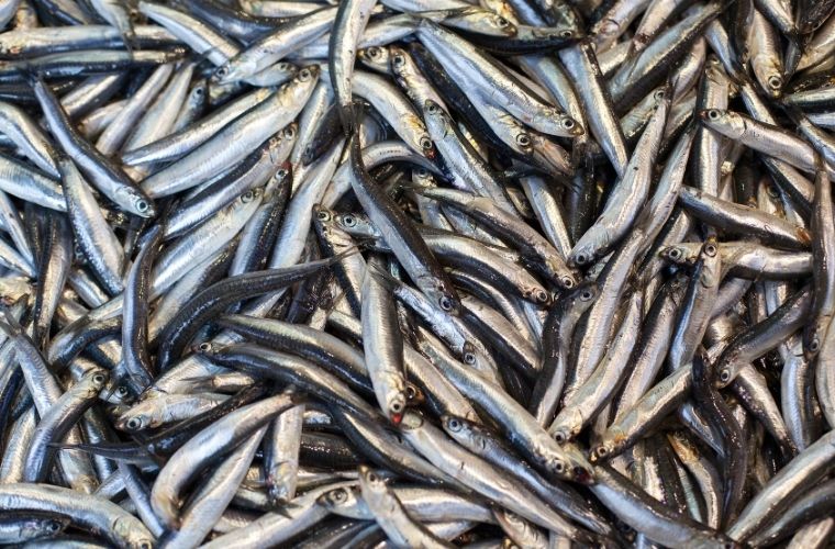 Karadeniz’den çıkan taze hamsi, Kasım ayında sofraların baş tacı olur.