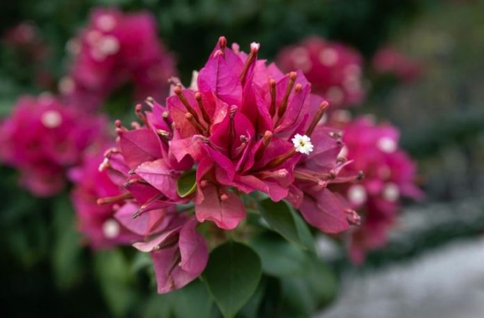 Kasım ayında açan kasım çiçeği (Chrysanthemum) bahçeleri süsler.