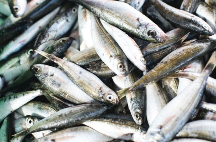 Kasım ayında taze olarak tüketilebilecek balık çeşitleri ve sağlıklı beslenme önerileri.