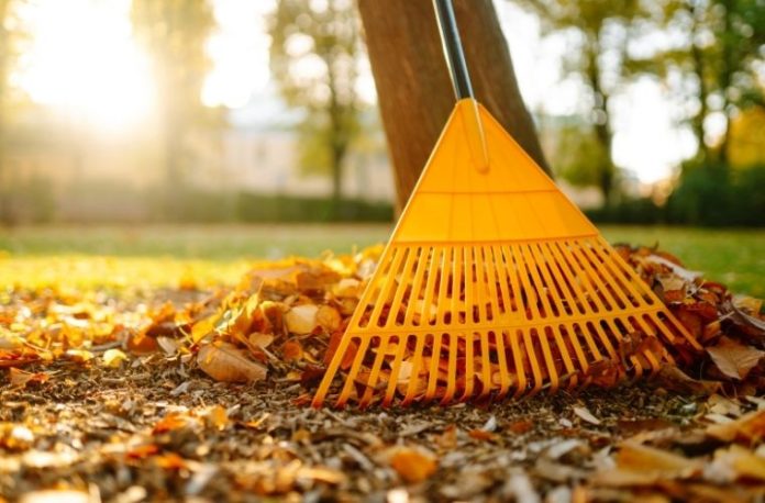 Kasım ayında bahçe ve bitki bakımı, bitkilerin sağlıklı kalması için önemlidir.