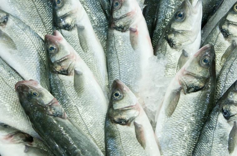 Kasım ayında taze lüfer, lezzeti ve sağlıklı yağ içeriği ile öne çıkar.