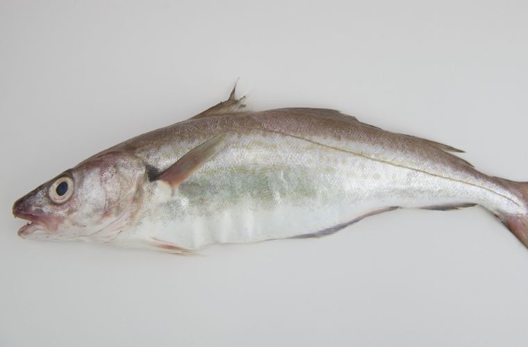 Kasım ayında taze mezgit, hafif ve sağlıklı bir balık seçeneğidir.