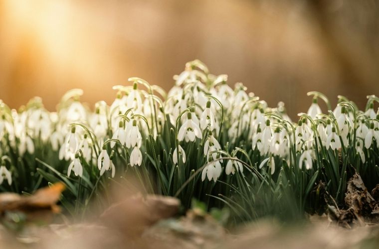 Karların arasından çıkan ve Aralık’ta açan beyaz kardelen çiçeği.